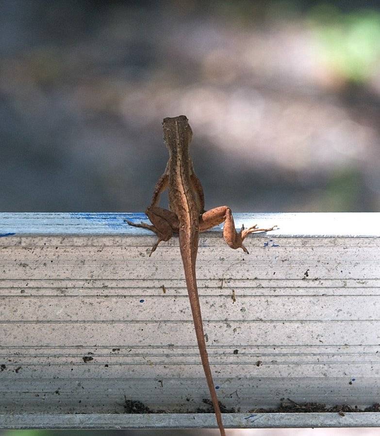 , Николай Шелепов