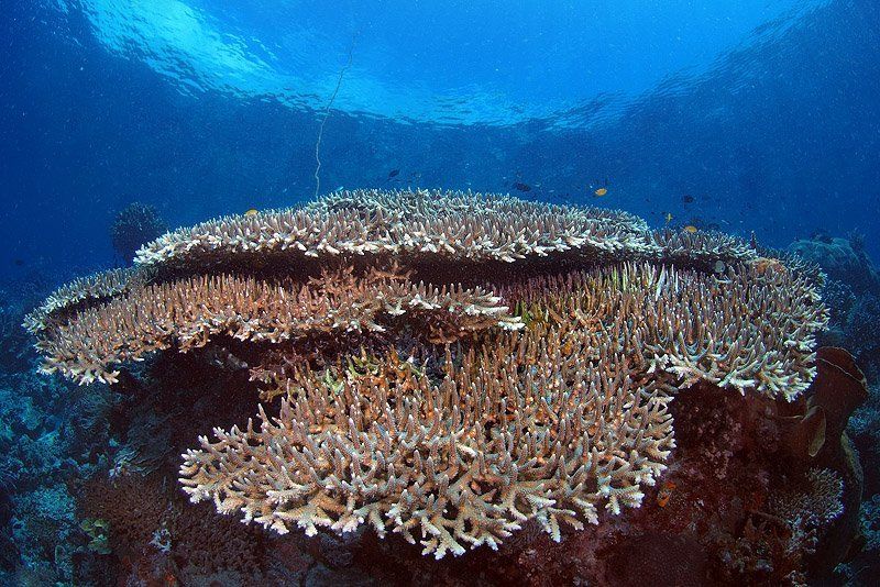 Коралловая архитектура фото превью