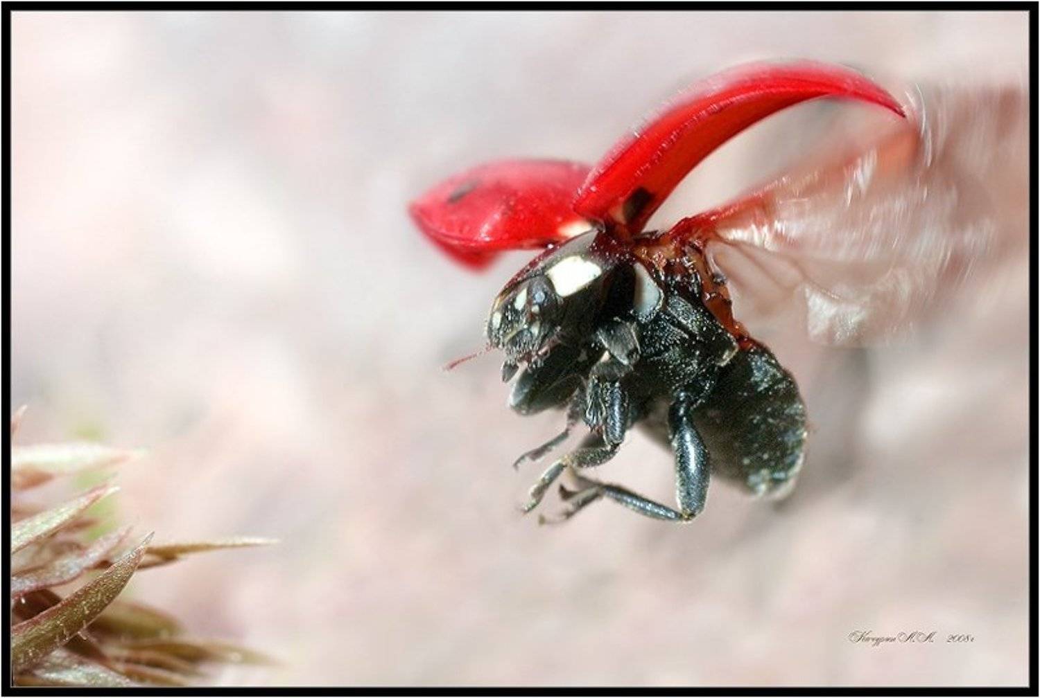 , Качурин Алексей