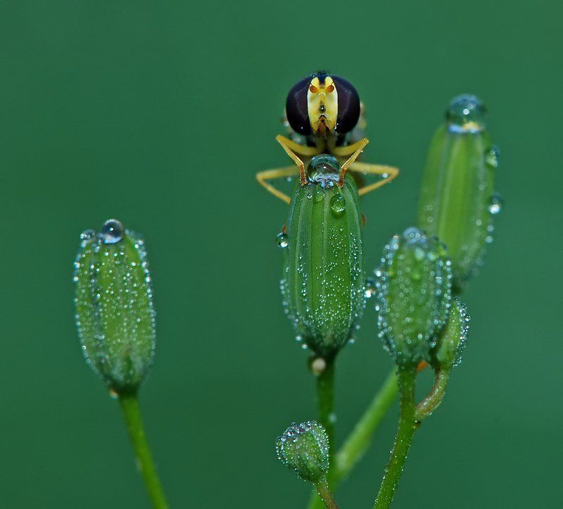 хранитель воды фото превью
