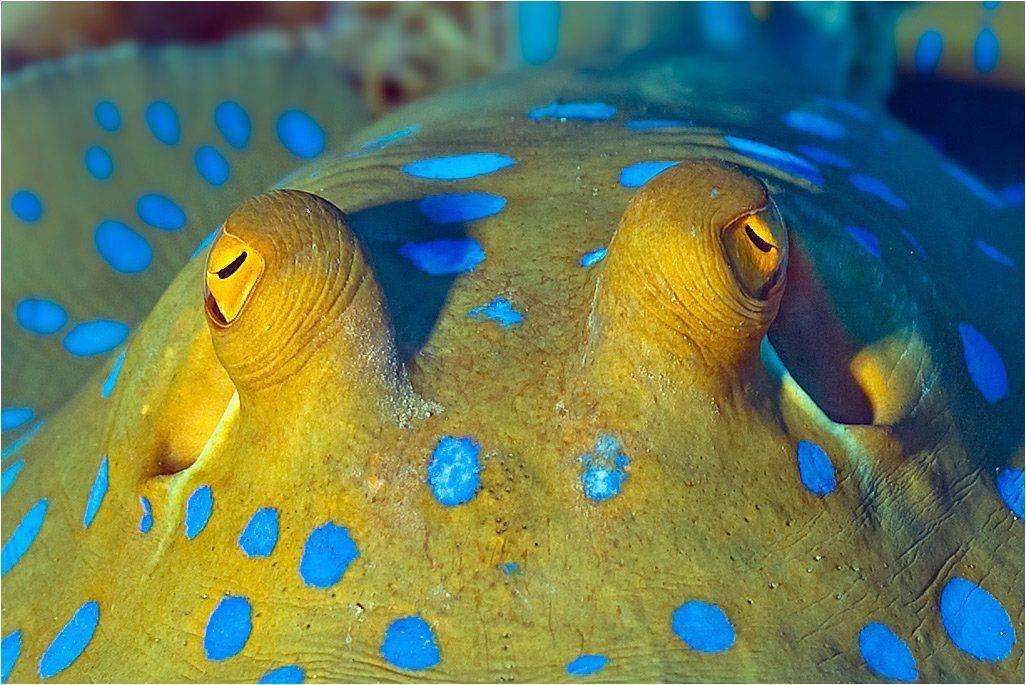 , Сергей Шанин