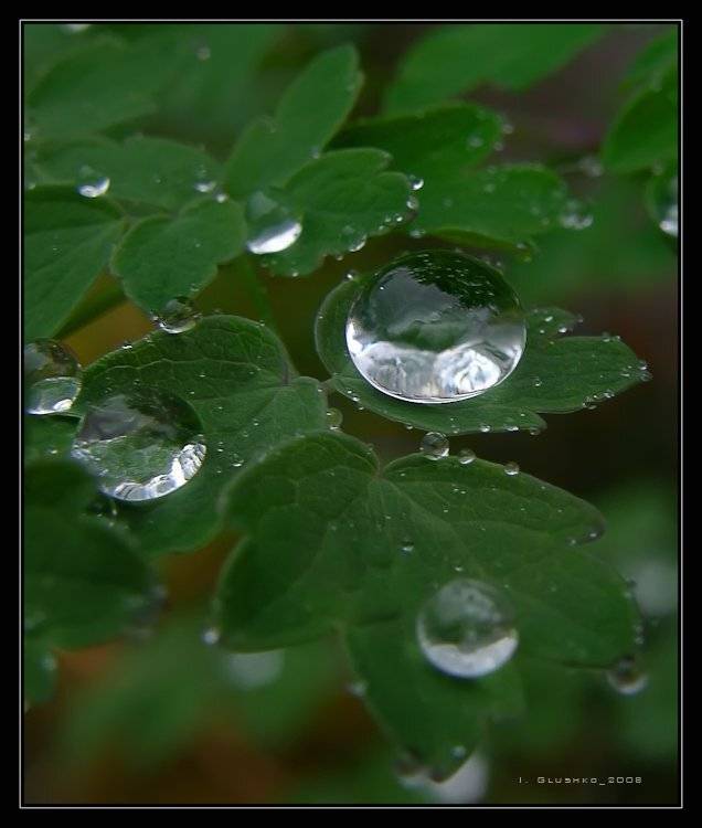 , Игорь Глушко