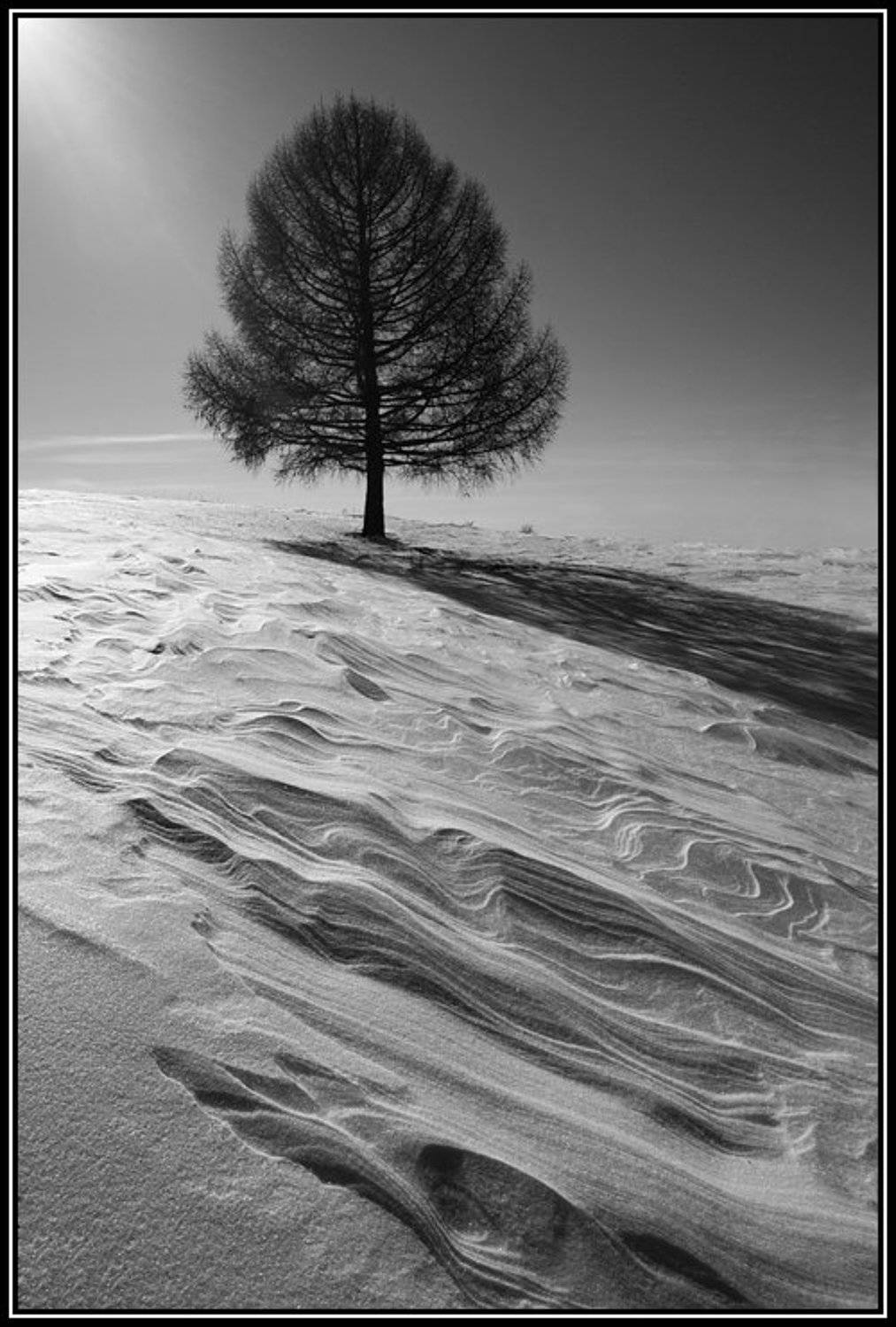 снеговые горы, лиственница, Степанов Сергей