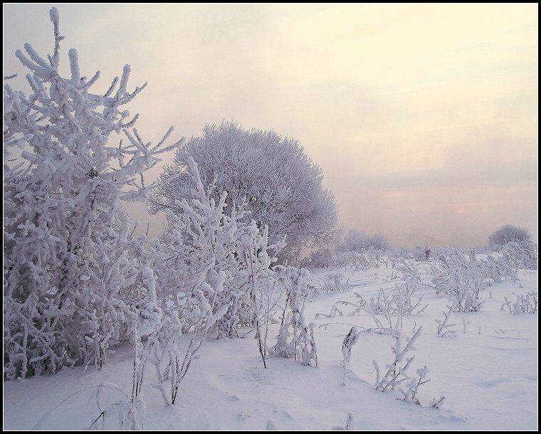 зима,  рассвет, снег, иней, Григорий Иващенко