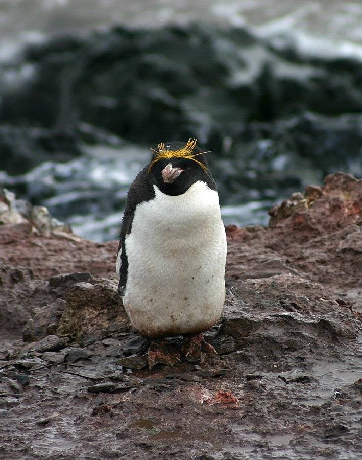 антарктида, пингвин, шелепов, Николай Шелепов