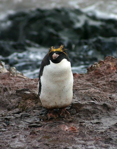 И не белые они, и не пушистые