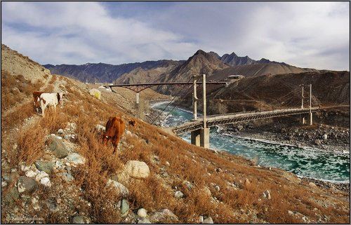 Мосты и коровы