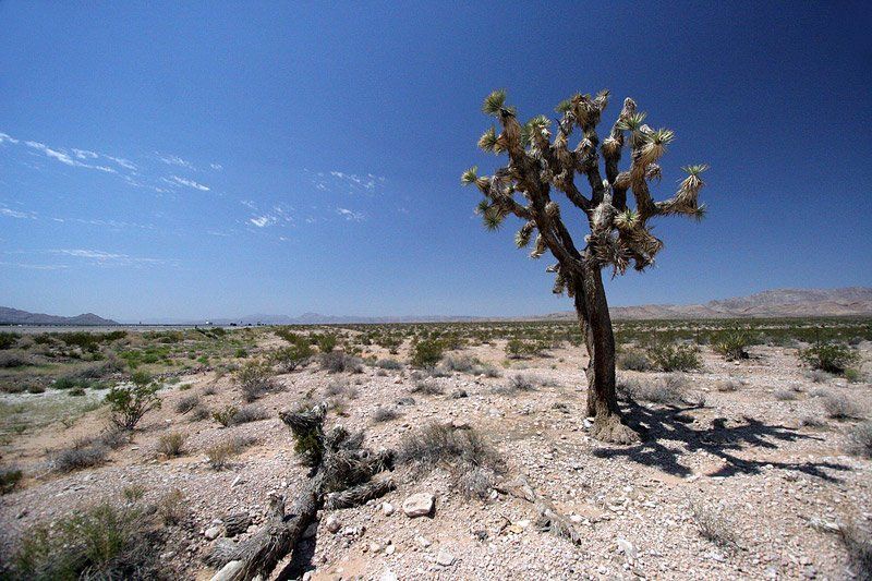 Nevada фото превью