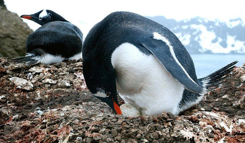 антарктика, яицо, пингвины Забота о будущем потомстве фото превью