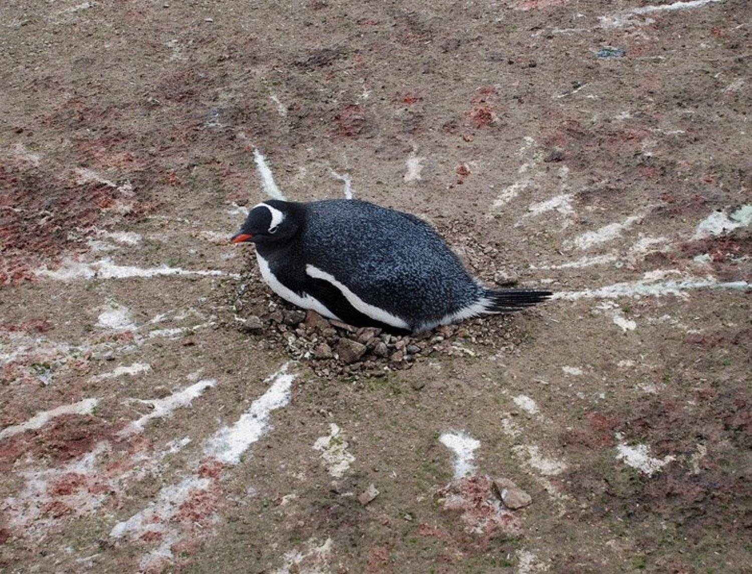 пингвин, антарктика, гнездо, Руслан Елисеев