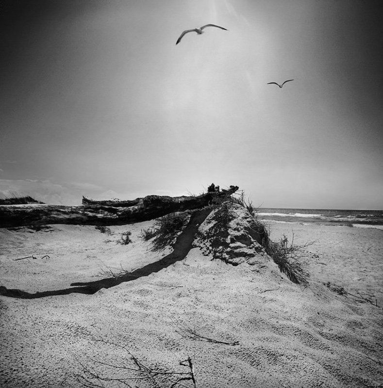 чайка по имени джонотан.. фото превью