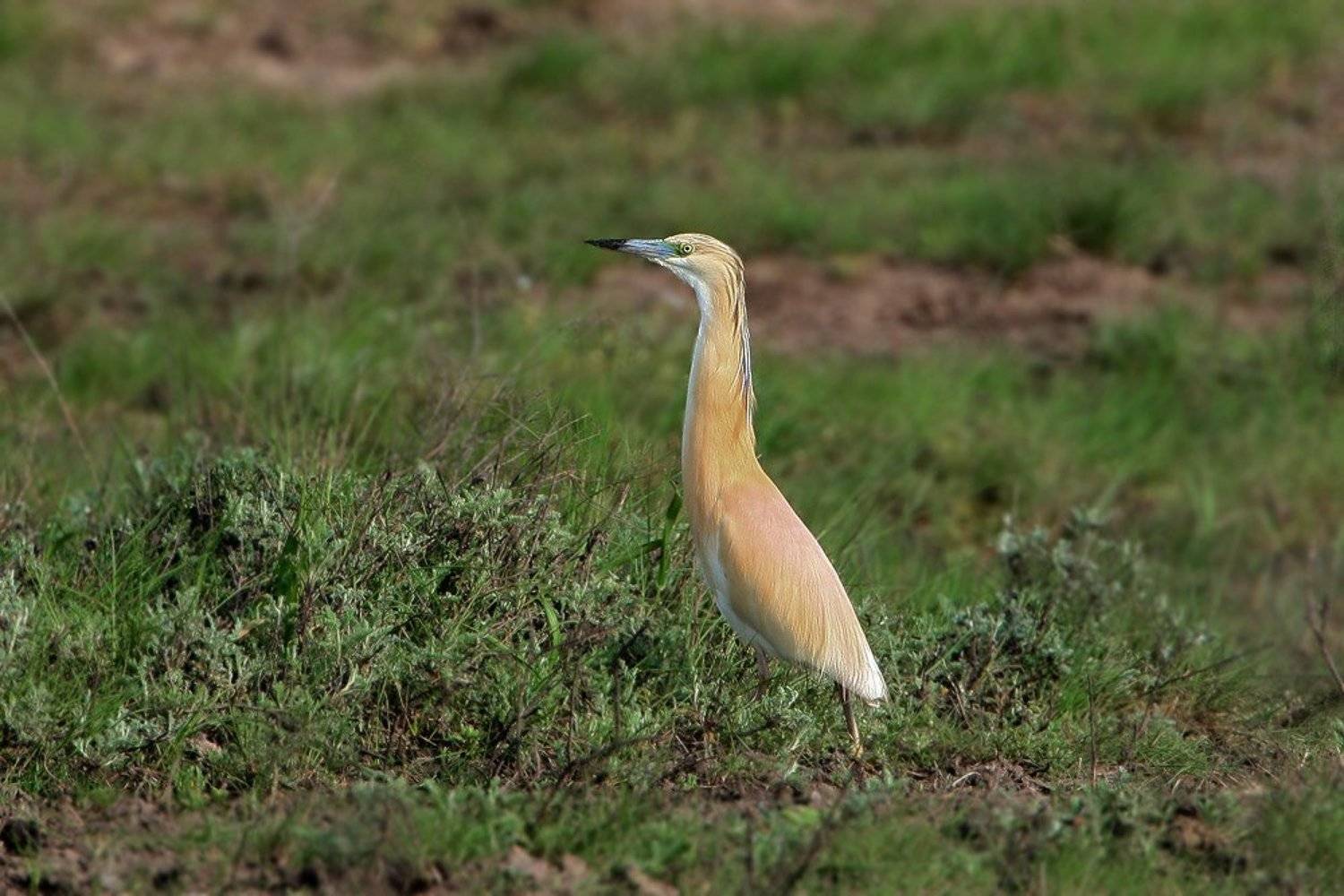 , Владимир Кучеренко