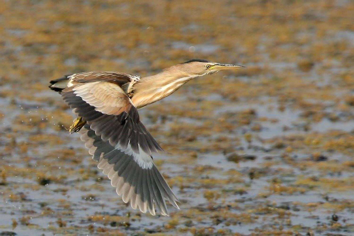, Владимир Кучеренко