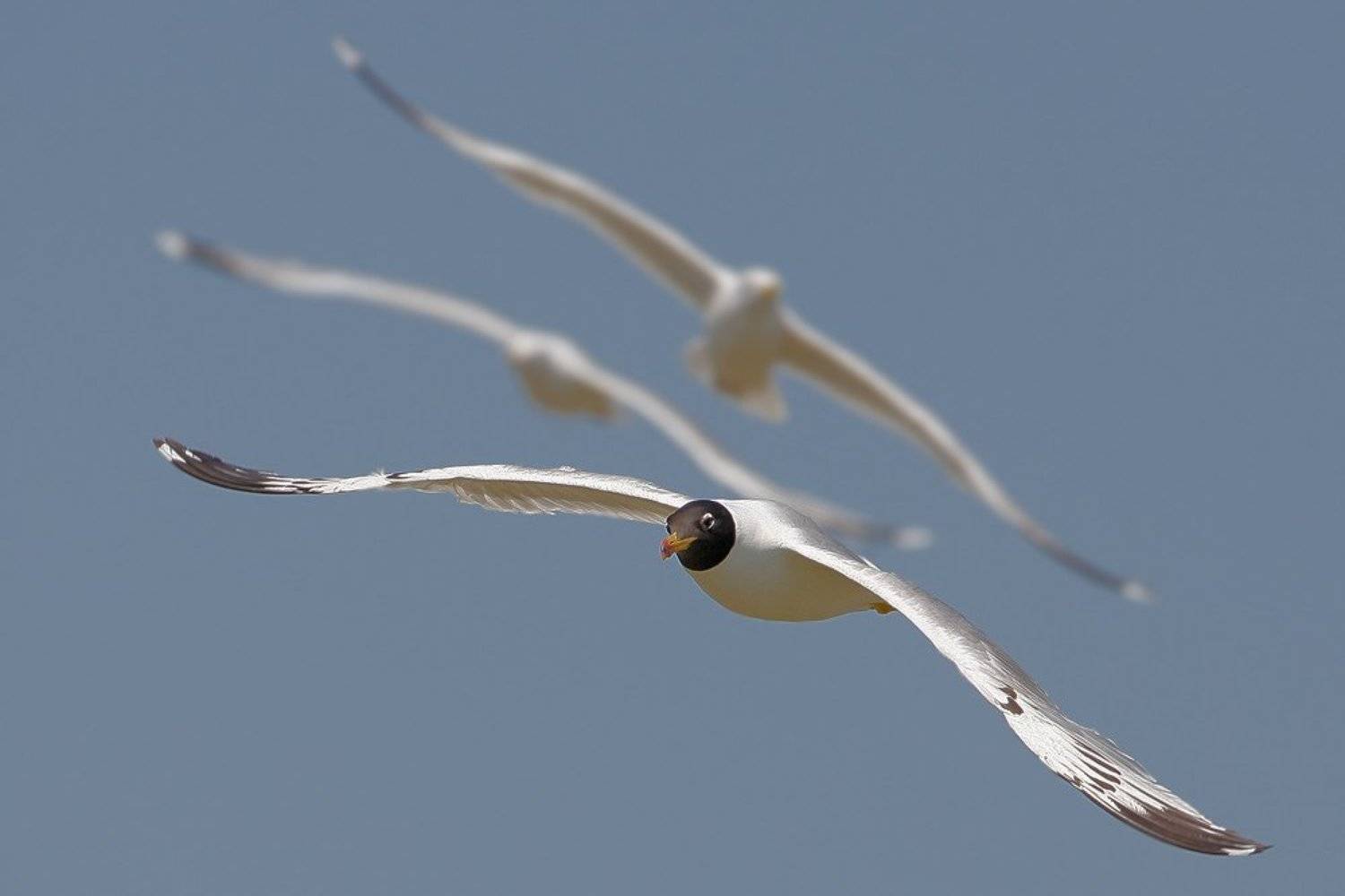 , Владимир Кучеренко