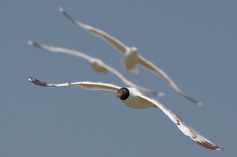 В бой идут одни... фото превью