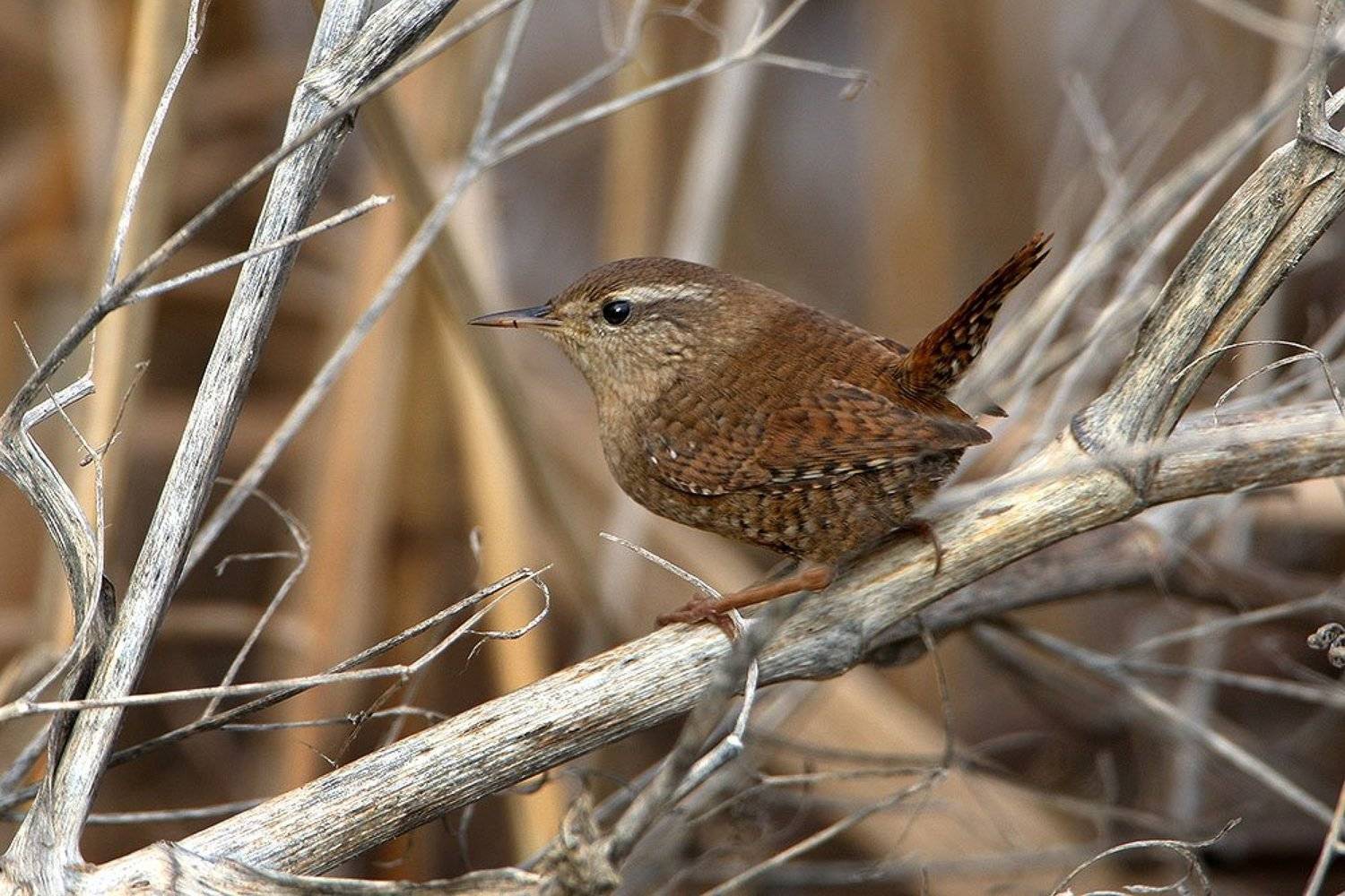 , Владимир Кучеренко