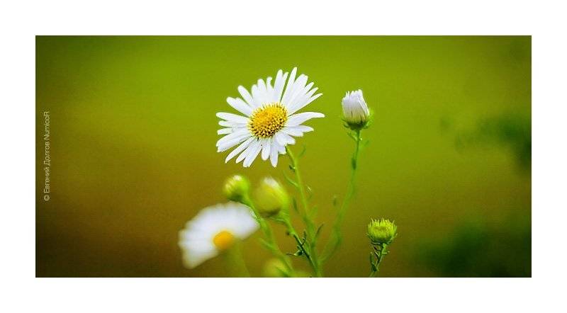 лето, ромашки,  вечер, цветы, Евгений Долгов NumicoR