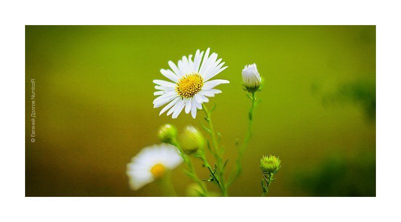 лето, ромашки,  вечер, цветы *** фото превью