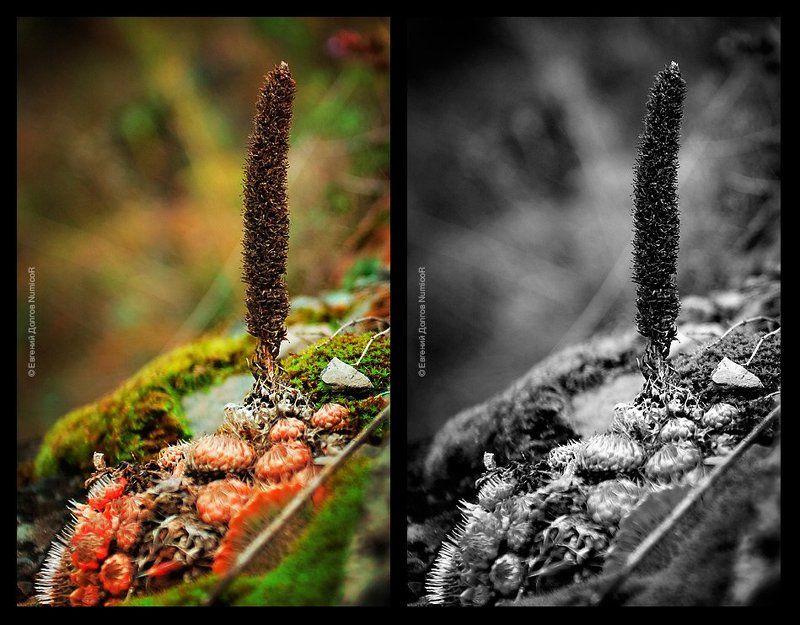 осень, зелень, кустики, камни *** фото превью