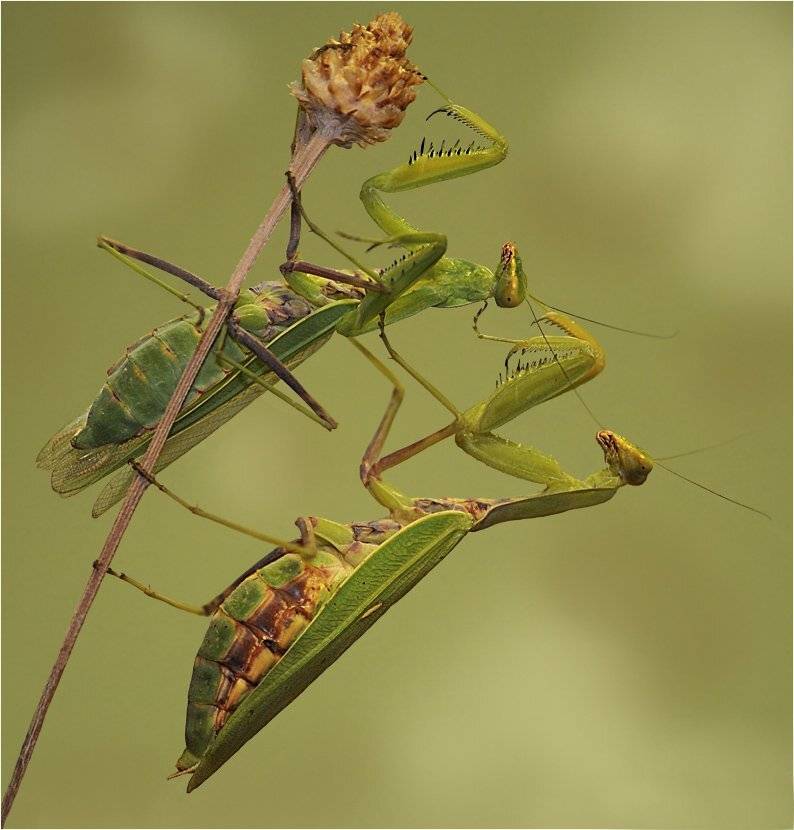 , Шевцова  Алена