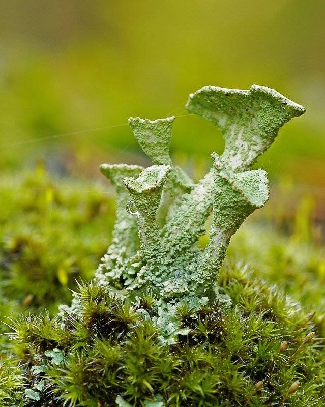 лишайник, дождь, макро, Юлия