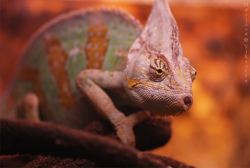 *** фото превью