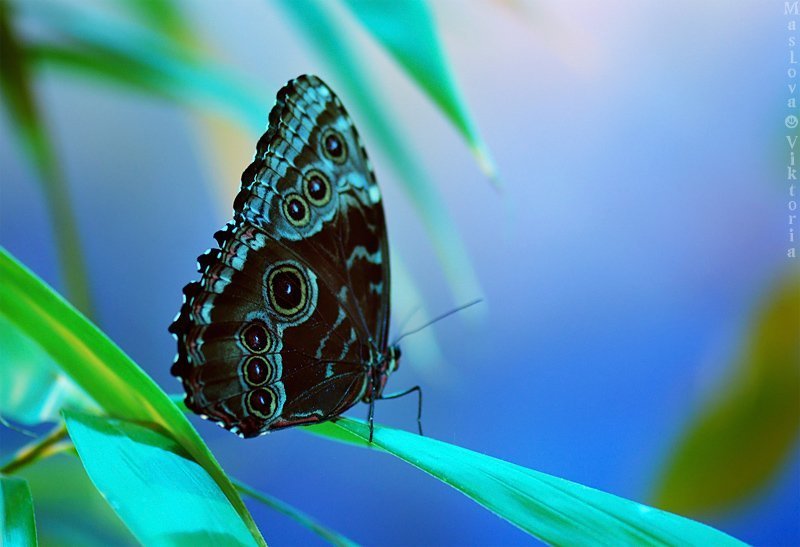 бабочка фото превью