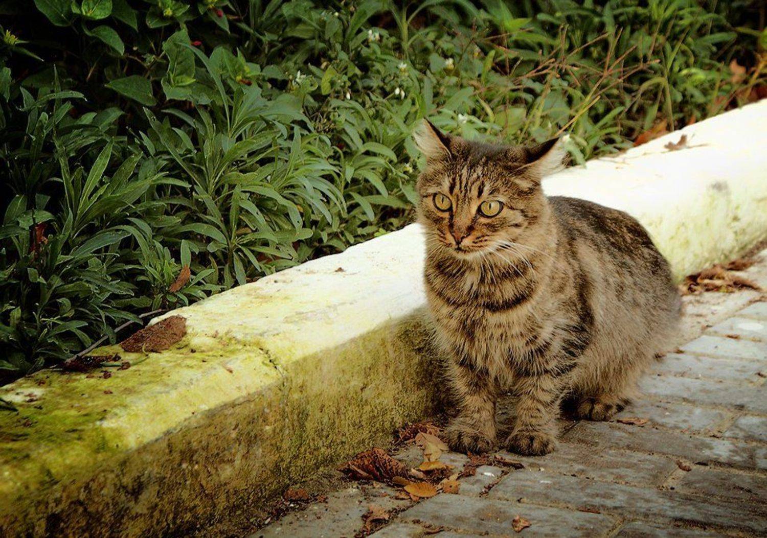 кот, Safronoff Andrew