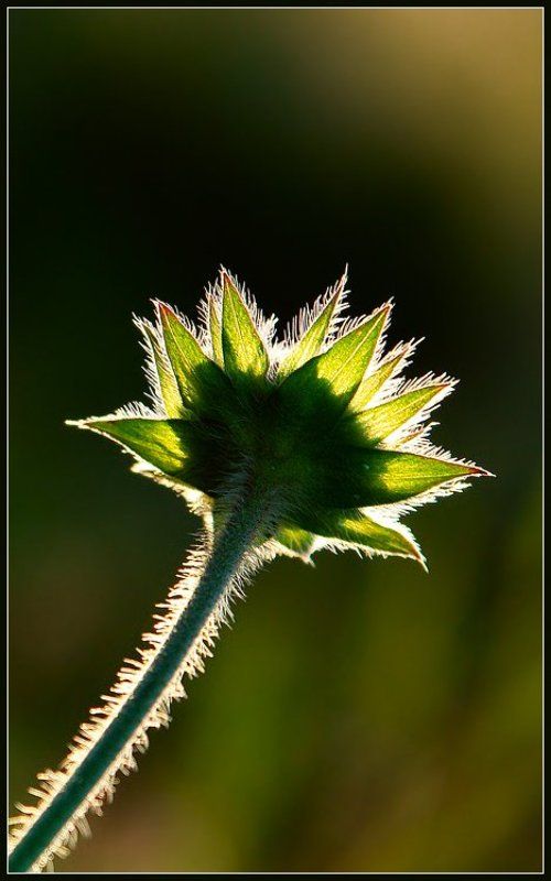К солнцу. фото превью