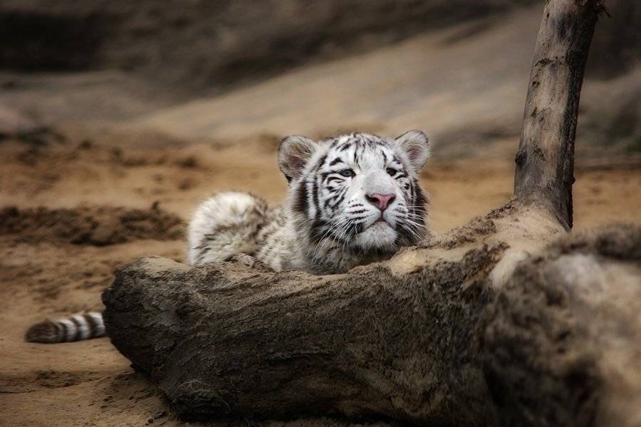 белый тигр, тигрёнок, senjor