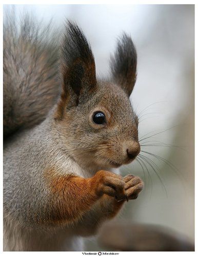 The Squirrel. Portrait.