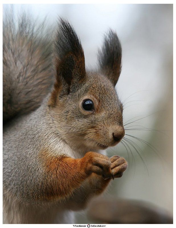 The Squirrel. Portrait.