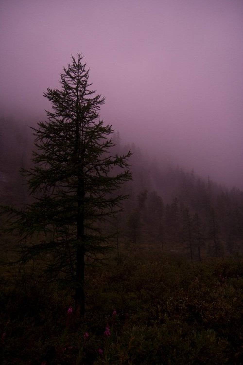 алтай, туман, Евгений Сухарев