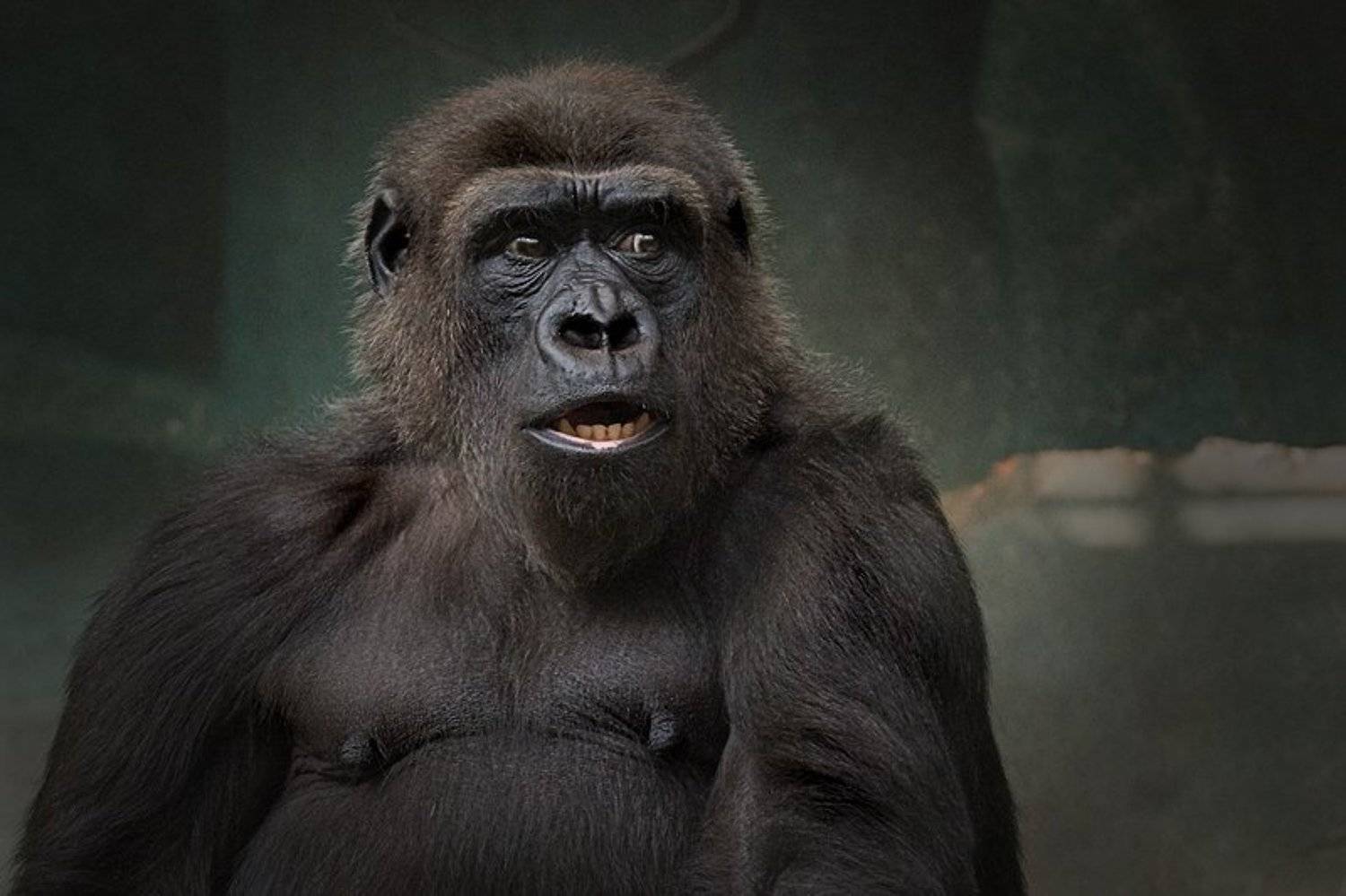 настроение,недовольство, Ольга Новикова