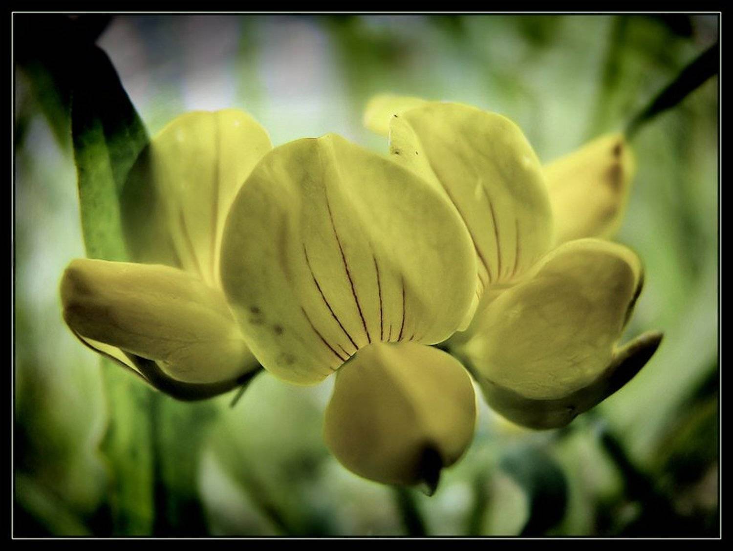 цветы, цветок, Andrey Zolotnitsyn