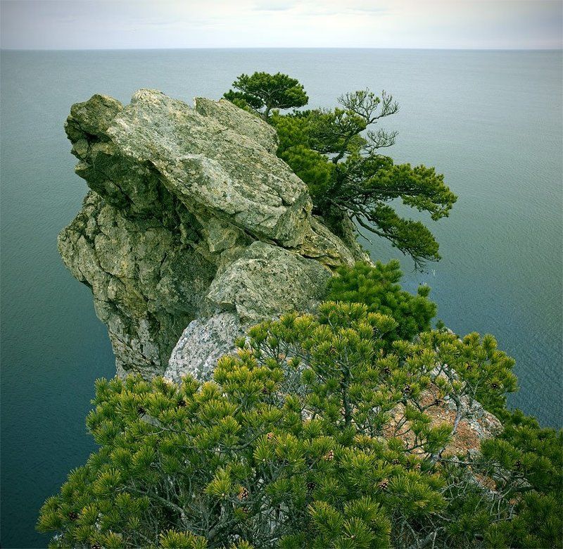 гамова, витязь, море, сосна, скалы *** фото превью
