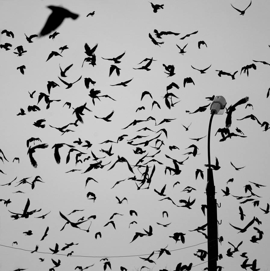 , Николай Шелепов