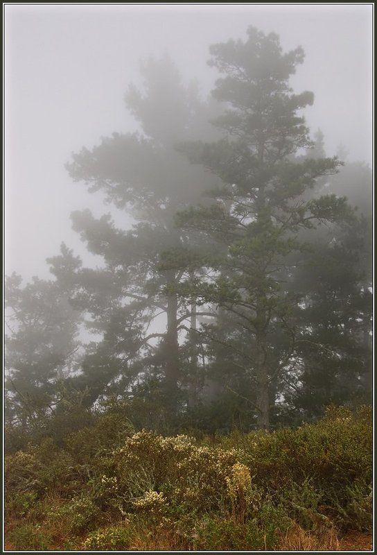 сосны, туман, калифорния Cjcys фото превью