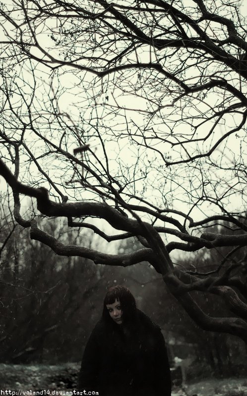 Ветви фото превью