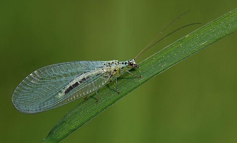 златоглазая фото превью