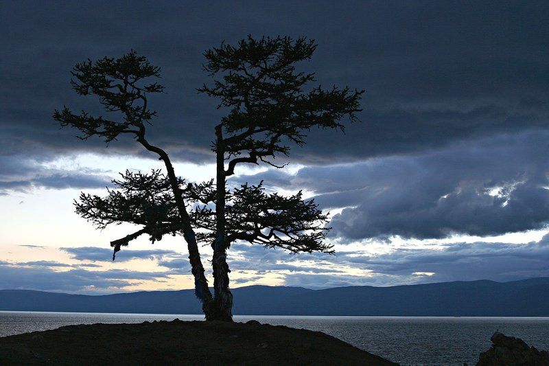 Дерево желаний фото превью