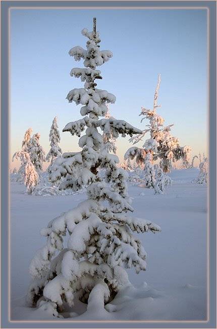 ёлочка,зима,мороз, Солодухин Виктор