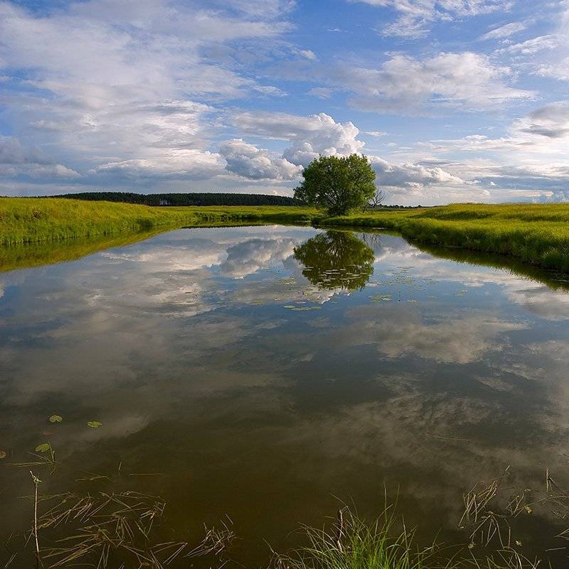 лето, озеро, облака, отражения, дерево, Partner (Андрей Алексеев)