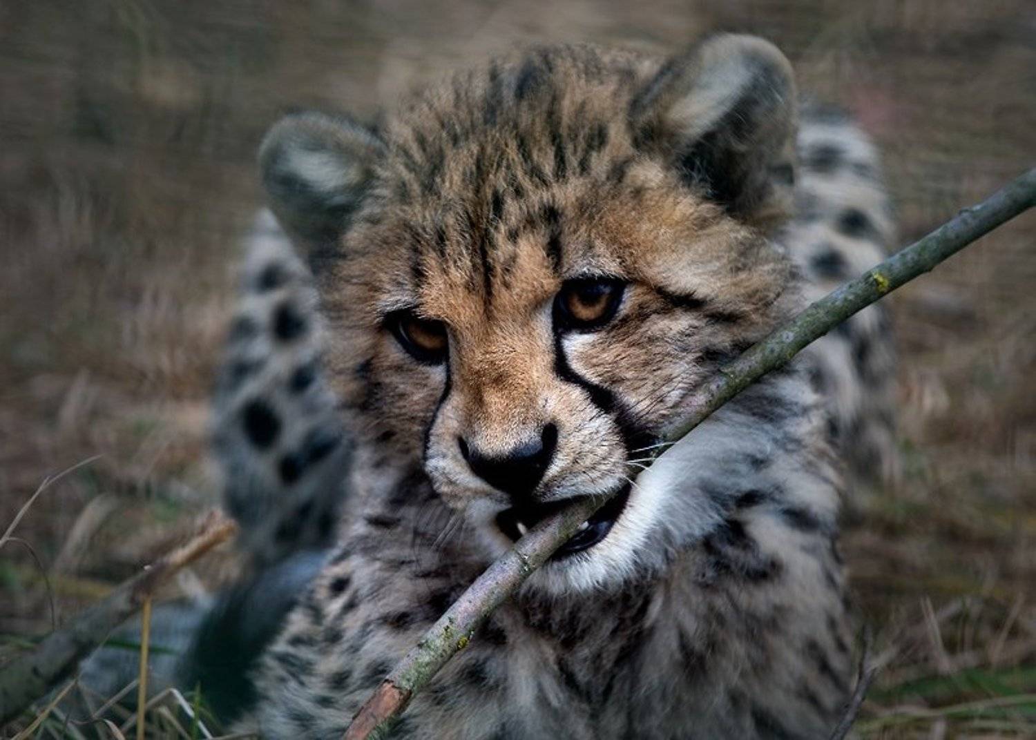 зверь,детеныш, Ольга Новикова