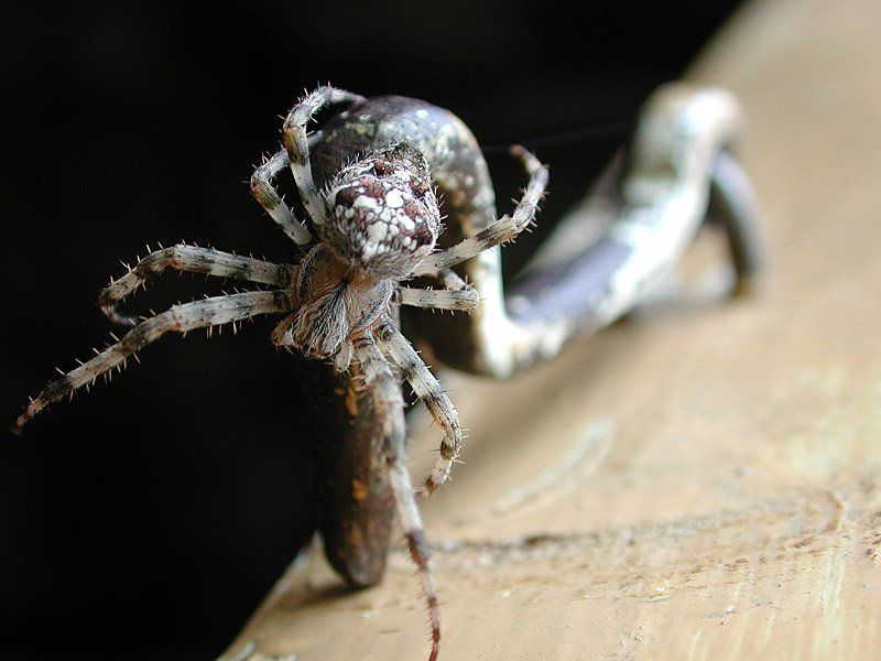 паук,подмосковье,макро,nikon Ж фото превью