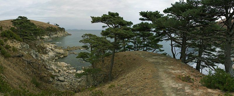гамова, витязь, море, сосна, скалы *** фото превью