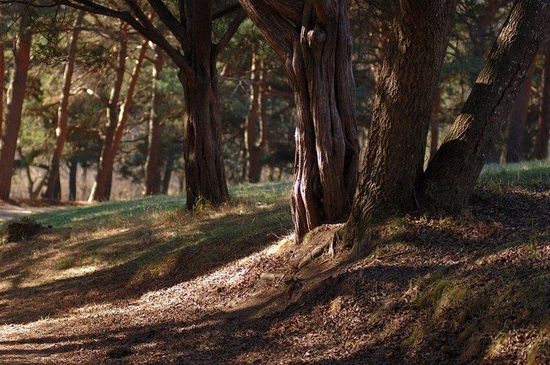 кисловодск, курортный парк, теренкур, 950 м, утро /// | ||/ фото превью