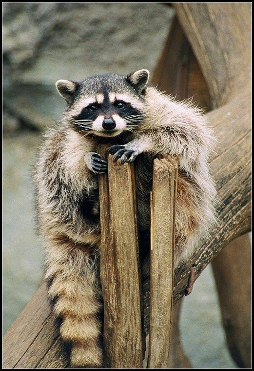 енот, Григорий Иващенко