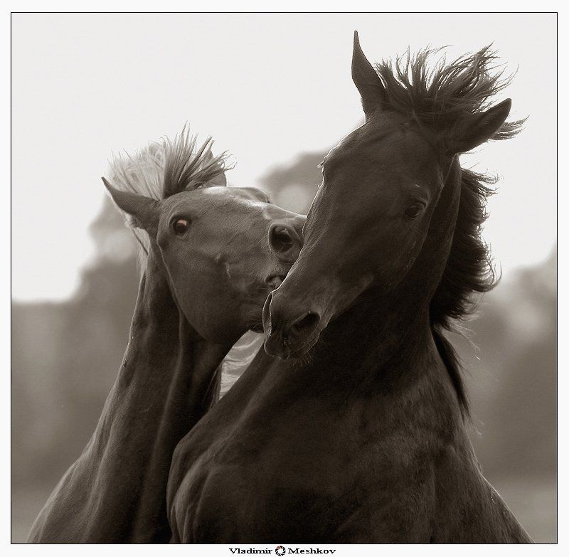 Lovers (Emotions).