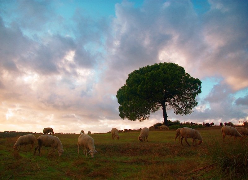 ...where sheep graze фото превью